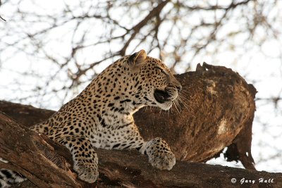 Samburu Nature Reserve - Kenya 4.JPG