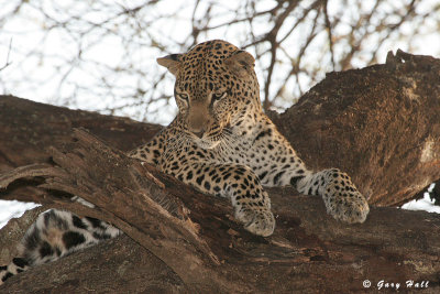Samburu Nature Reserve - Kenya 5.JPG