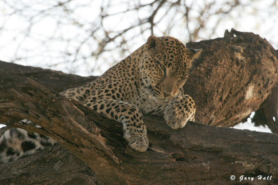 Samburu Nature Reserve - Kenya 6.JPG