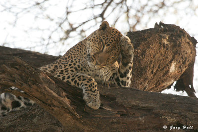 Samburu Nature Reserve - Kenya 7.JPG