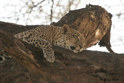 Samburu Nature Reserve - Kenya 8.JPG