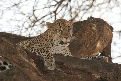Samburu Nature Reserve - Kenya 9.JPG