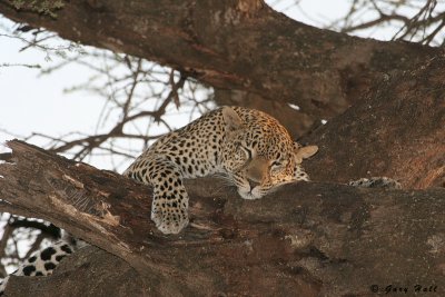 Samburu Nature Reserve - Kenya 10.JPG