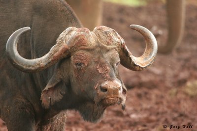 cape_buffalo