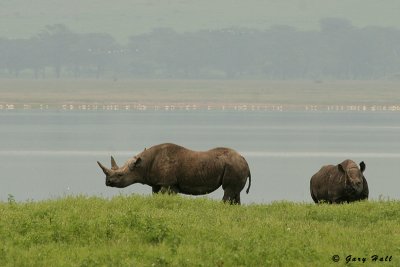 Black Rhino - Ngorongoro Crater Tanzania.jpg
