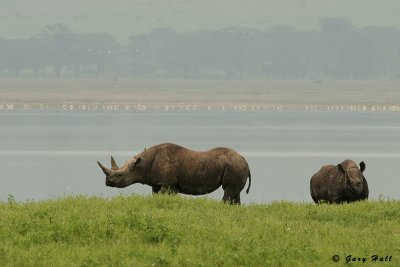 rhinos