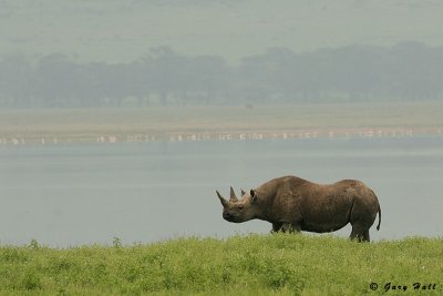 Black Rhino - Ngorongoro Crater Tanzania 1.jpg