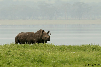 Black Rhino - Ngorongoro Crater Tanzania 3.jpg