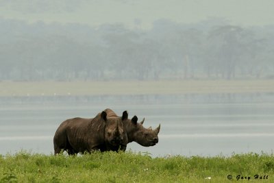 Black Rhino - Ngorongoro Crater Tanzania 4.jpg