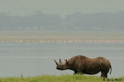 Black Rhino - Ngorongoro Crater Tanzania 5.jpg