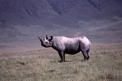 Black Rhino - Ngorongoro Crater Tanzania 6.jpg