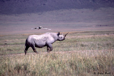 Black Rhino - Ngorongoro Crater Tanzania 7.jpg