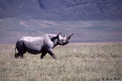 Black Rhino - Ngorongoro Crater Tanzania 8.jpg