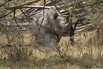 Black Rhino - Lake Nakiru Kenya.jpg