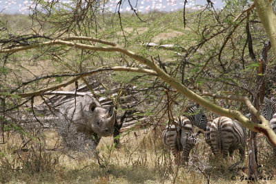 Black Rhino - Lake Nakiru Kenya 1.jpg