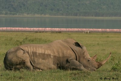 White Rhino - Lake Nakiru Kenya.JPG