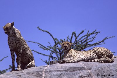 Gol Kopjes - Serengeti N P - Tanzania 1.jpg