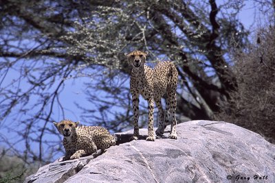 Gol Kopjes - Serengeti N P - Tanzania 2.jpg