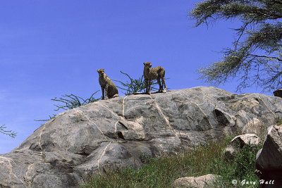 Gol Kopjes - Serengeti N P - Tanzania 3.jpg