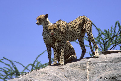 Gol Kopjes - Serengeti N P - Tanzania 5.jpg