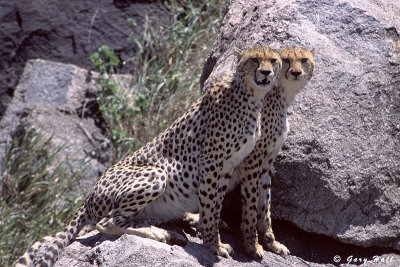 Gol Kopjes - Serengeti N P - Tanzania 9.jpg