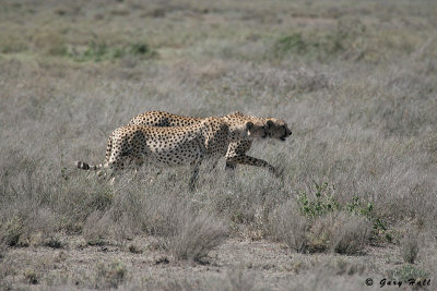 Ndutu - Tanzania 1.JPG
