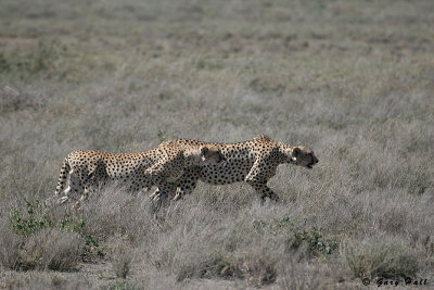 Ndutu - Tanzania 2.JPG