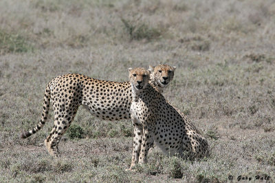 Ndutu - Tanzania 3.JPG