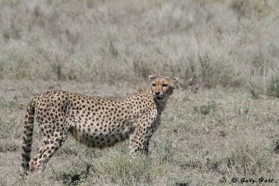 Ndutu - Tanzania 4.JPG
