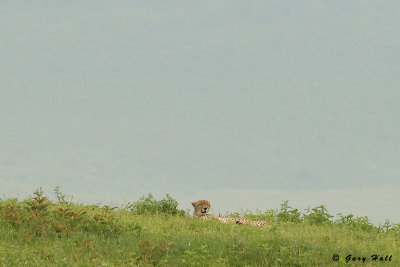Ngorongoro Crater - Tanzania 1.jpg