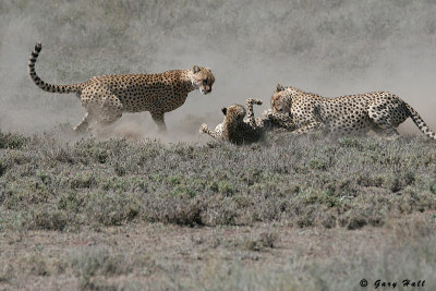 Rough Play - Ndutu - Tanzania 1.JPG