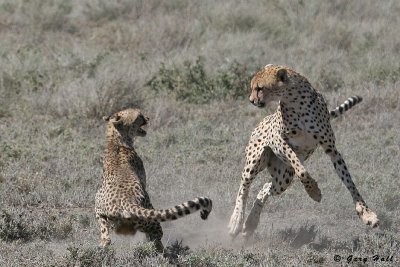 Rough Play - Ndutu - Tanzania 3.jpg