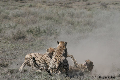 Rough Play - Ndutu - Tanzania 4.JPG