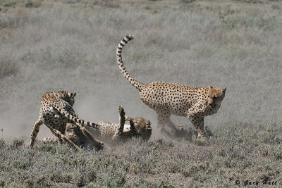 Rough Play - Ndutu - Tanzania 5.JPG