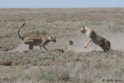 Rough Play - Ndutu - Tanzania 8.JPG