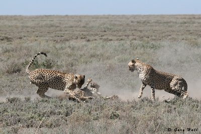 Rough Play - Ndutu - Tanzania 9.JPG