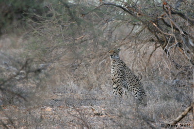 Samburu Nature Reserve - Kenya.JPG