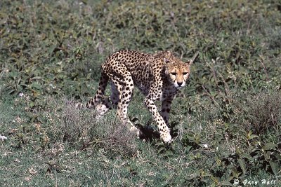 Serengeti N.P. - Tanzania.jpg