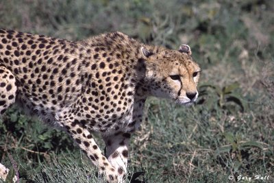 Serengeti N.P. - Tanzania 1.jpg