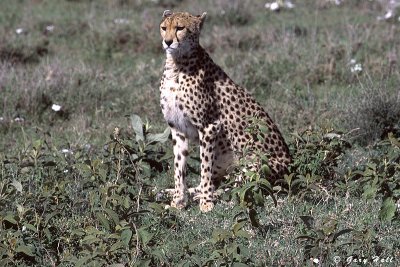 Serengeti N.P. - Tanzania 2.jpg