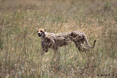 Serengeti N.P. - Tanzania 4.jpg