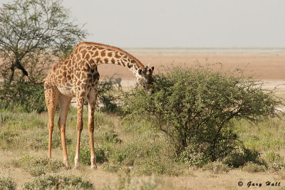 Masai Giraffe - Ambosili N.P. - Kenya.jpg