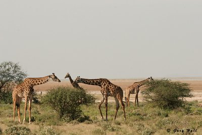 Masai Giraffe - Ambosili N.P. - Kenya 2.jpg