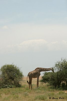 Masai Giraffe - Ambosili N.P. - Kenya 4.jpg