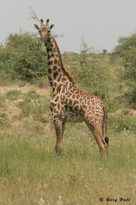 Masai Giraffe - Ambosili N.P. - Kenya 5.jpg