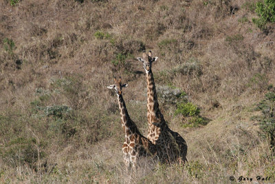 Masai Giraffe - Arusha N.P. - Tanzania.jpg