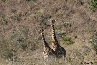 Masai Giraffe - Arusha N.P. - Tanzania.jpg