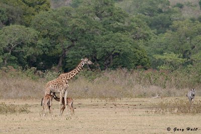 Masai Giraffe - Arusha N.P. - Tanzania 2.jpg