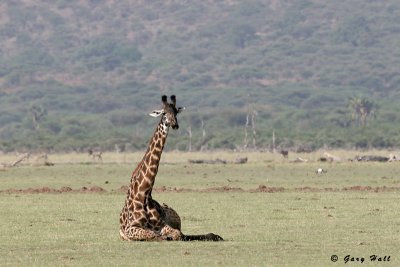 Masai Giraffe - Lake Manyara N.P. - Tanzania.jpg