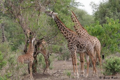 Masai Giraffe - Lake Manyara N.P. - Tanzania 2.jpg